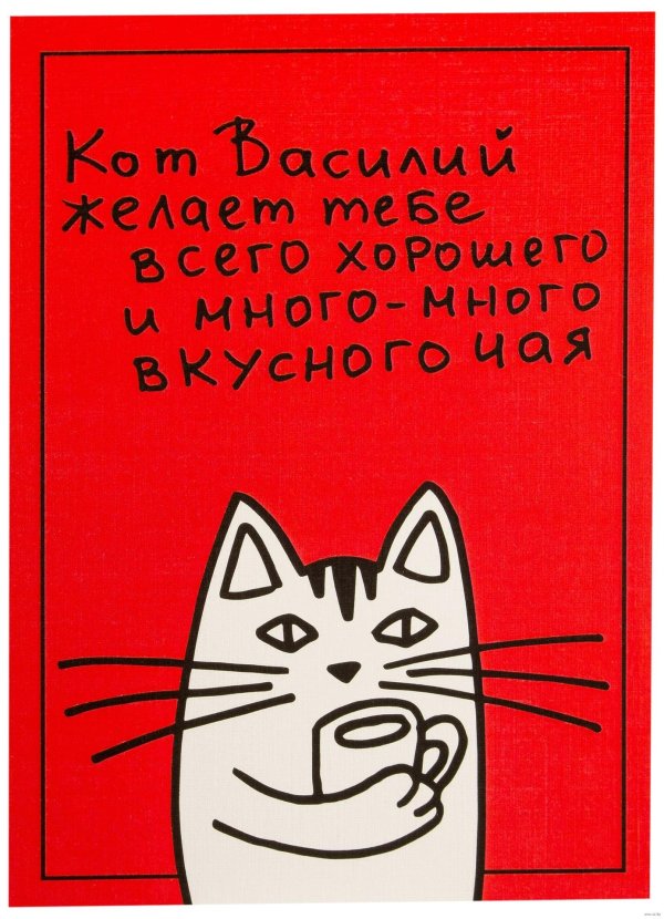открытка котик