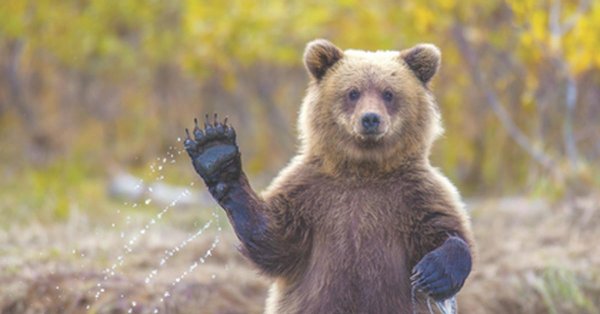 смешной медведь