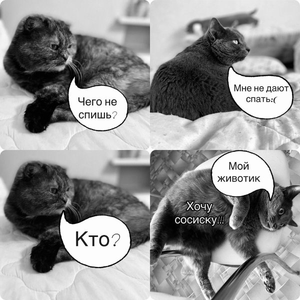 кошка кошка