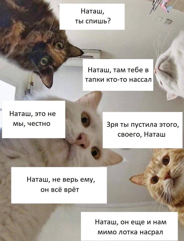 коты наташ