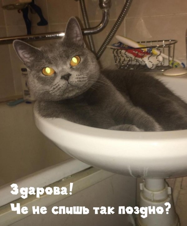 слезами умойся котик