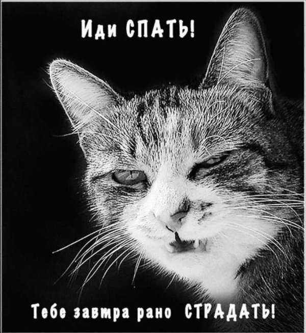 спите уже картинки прикольные