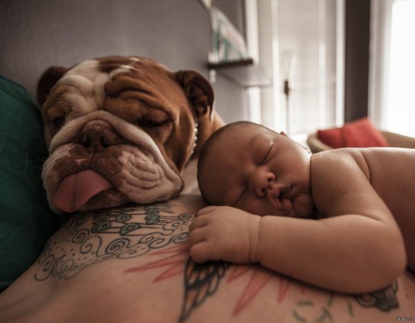 спящий бульдог