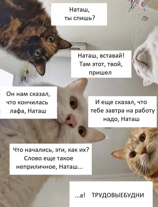 коты наташ