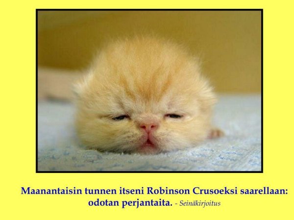 милые котенок