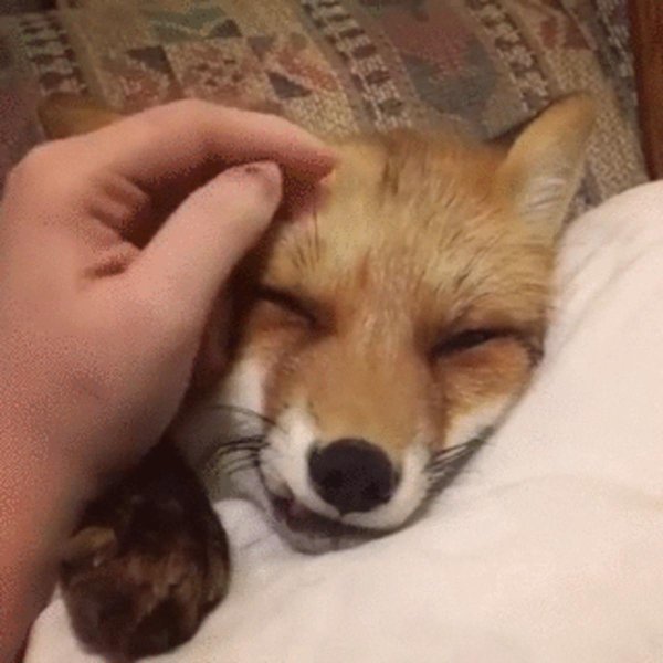 спящий лис