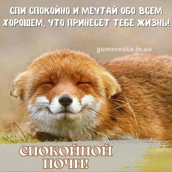 рыжие звери