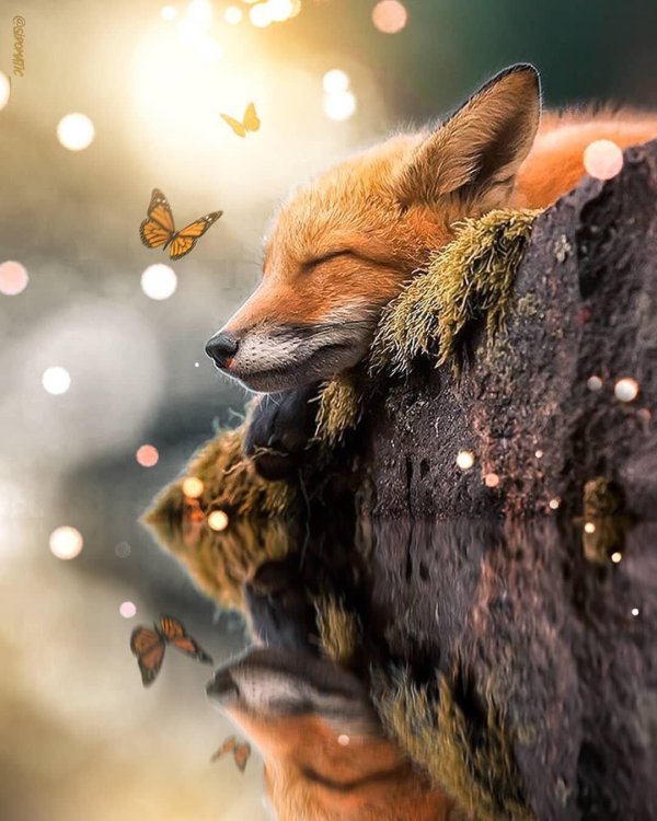 природа животные