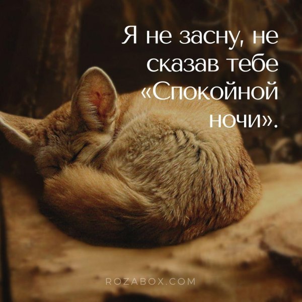 спокойной ночи