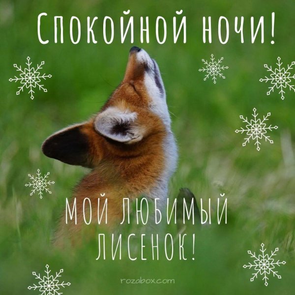 спящий лисенок