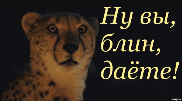 гепард морда