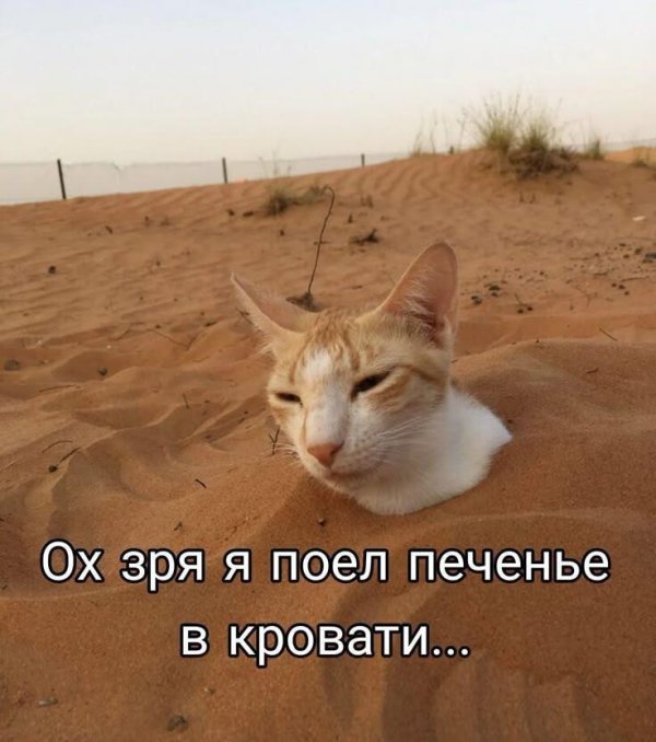 песчаная кошка