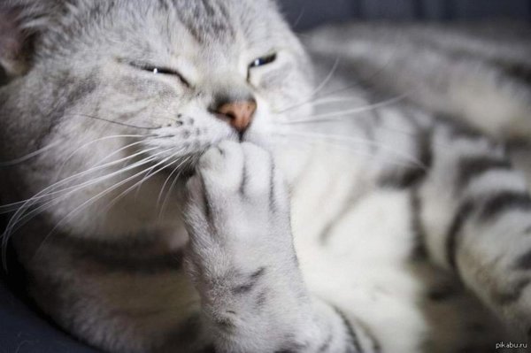 кошке стыдно