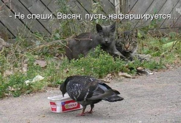 животные с юмором