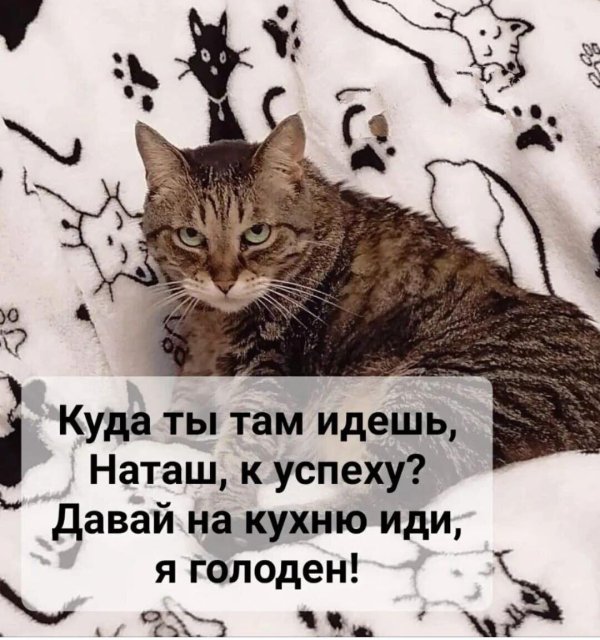 коты наташ