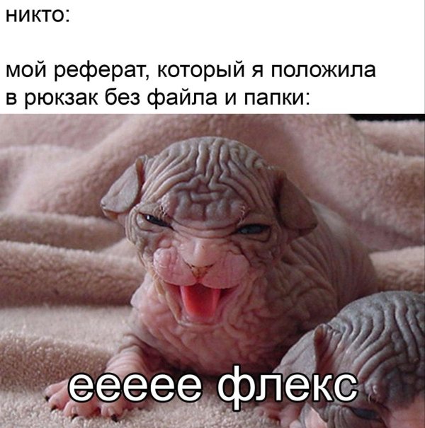 сфинкс морщинистый