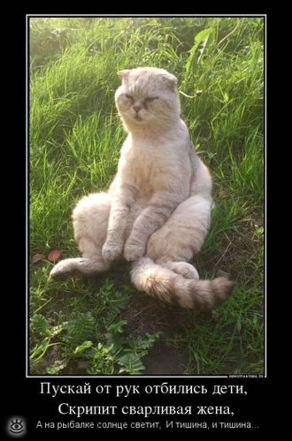 котики смешные